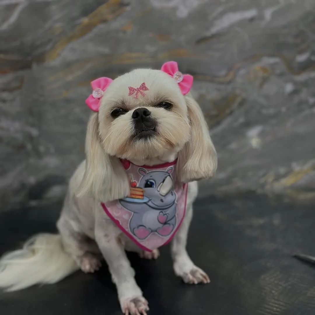 Cachorrinha branca de lacinhos rosa e bandana, logo depois da tosa