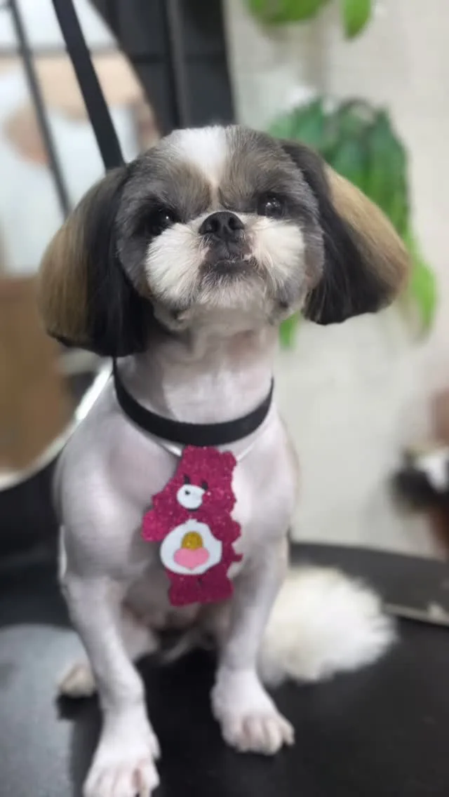 Cachorro shih-tzu tosado, com orelhas aparadas e gravatinha
