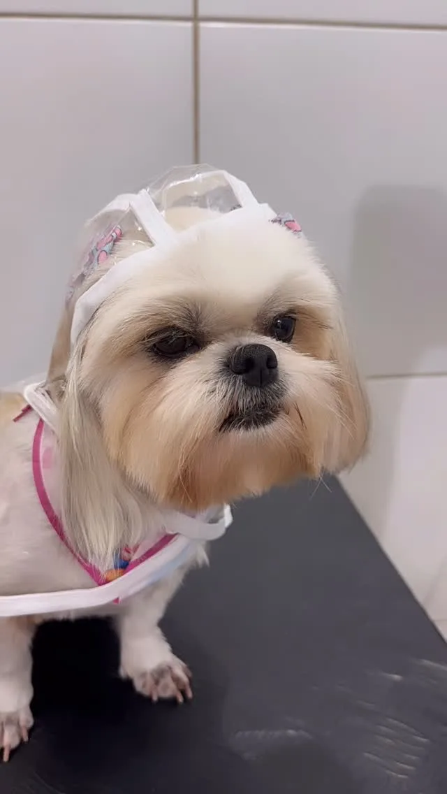 Cachorrinha de pelo claro usando capa de chuva transparente